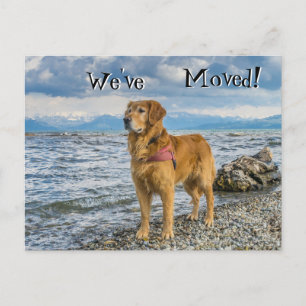 Golden retriever at the beach We've Moved Announcement Postcard