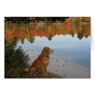 Golden Retriever Autumn at the Lake