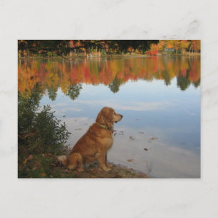 Golden Retriever Autumn at the Lake Postcard