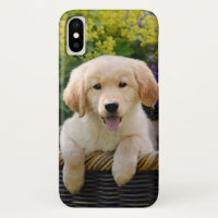 Golden Retriever Baby Dog Puppy Funny Pet Photo -'