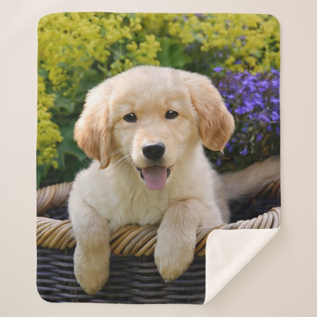 Golden Retriever Baby Dog Puppy Funny Pet Photo .. Sherpa Blanket (Front)