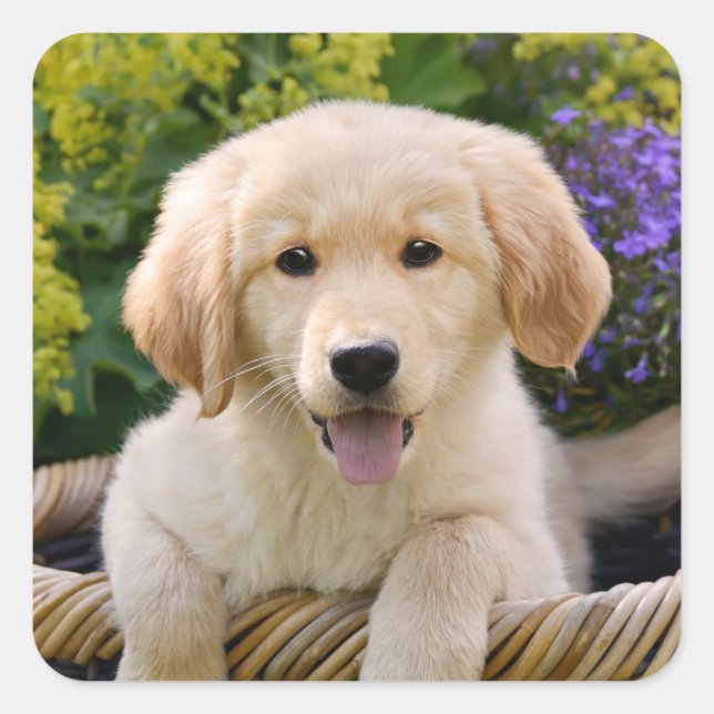 Golden Retriever Baby Dog Puppy Funny Pet Photo -- Square Sticker (Front)