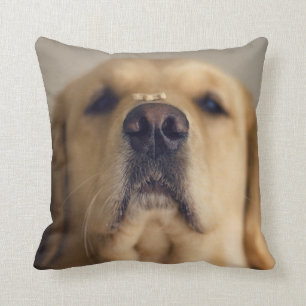 Golden Retriever Balancing Treat on Nose Cushion