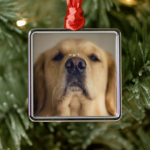 Golden Retriever Balancing Treat on Nose Metal Ornament