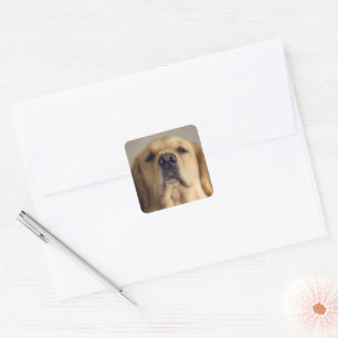 Golden Retriever Balancing Treat on Nose Square Sticker