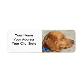 Golden Retriever Beach Dog Return Address Label
