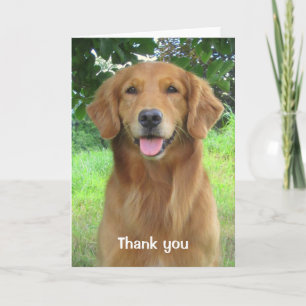 Golden Retriever Beauty Thank you Greeting Card