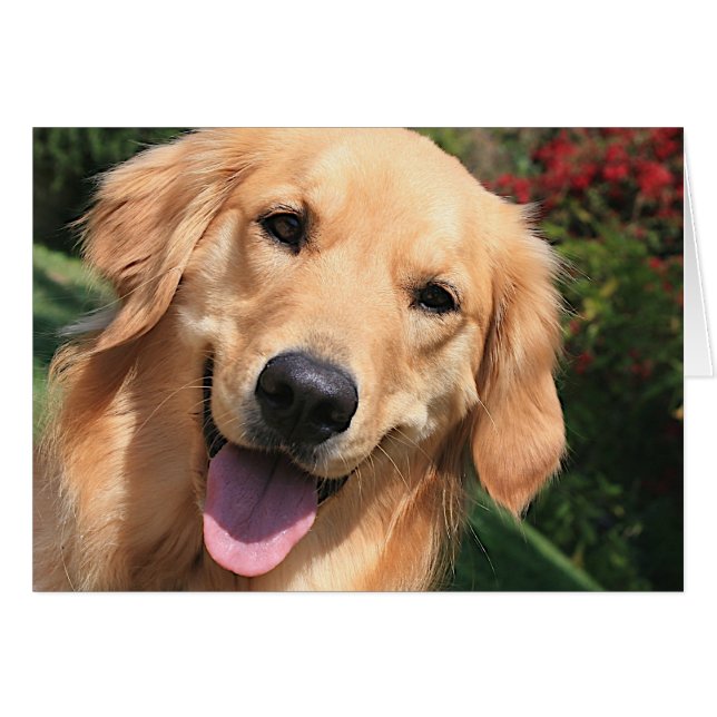 Golden Retriever - Bennie Dayz (Front Horizontal)