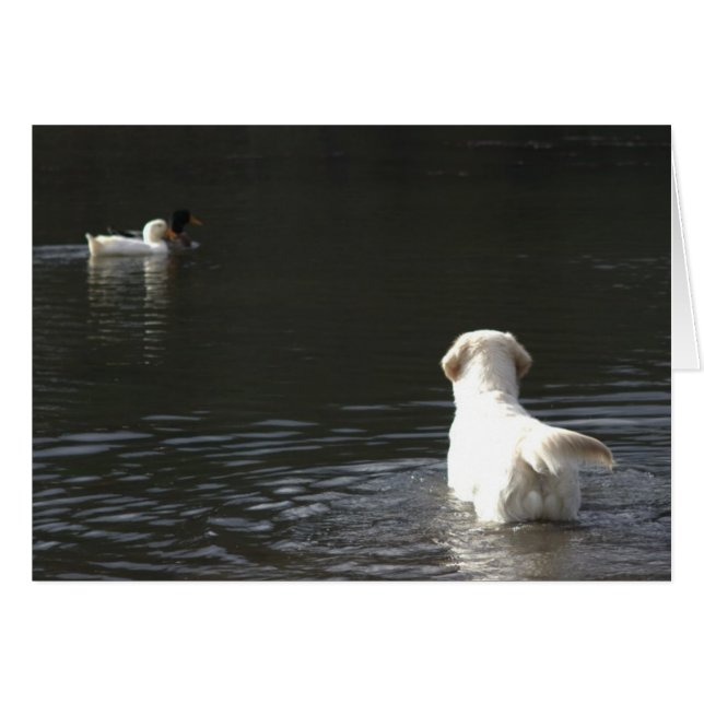 Golden Retriever Blank Photo Card (Front Horizontal)