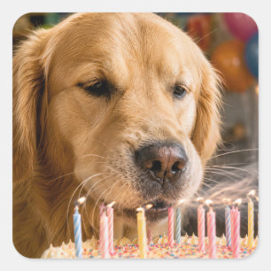 Golden Retriever Blowing Out Birthday Candles Square Sticker