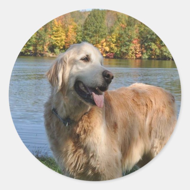 Golden Retriever Bob Sticker (Front)