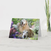 Golden Retriever Buddies Card