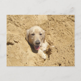 Golden Retriever Camouflage Postcard