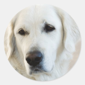 Golden Retriever Classic Round Sticker