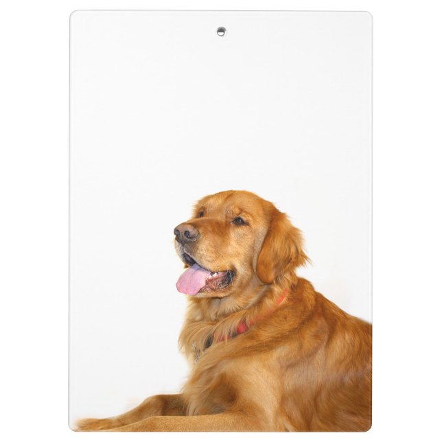 Golden retriever clipboard (Back)