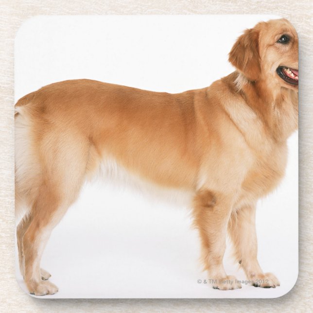 Golden Retriever Coaster (Front)