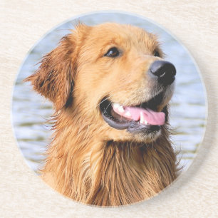 Golden Retriever Coaster
