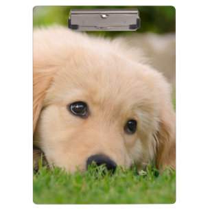 Golden Retriever Cute Puppy Dreaming Dog Portrait Clipboard
