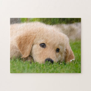 Golden Retriever Cute Puppy Dreaming, Game 11x14 Jigsaw Puzzle