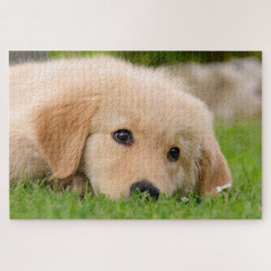 Golden Retriever Cute Puppy Dreaming Jigsaw Puzzle