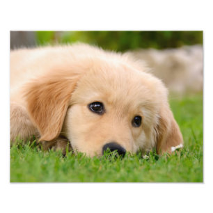 Golden Retriever Cute Puppy Dreaming - Paperprint Photo Print