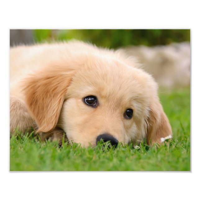 Golden Retriever Cute Puppy Dreaming - Paperprint Photo Print (Front)