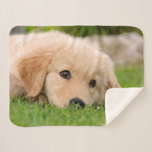 Golden Retriever Cute Puppy Dreams Dog Head Photo Sherpa Blanket