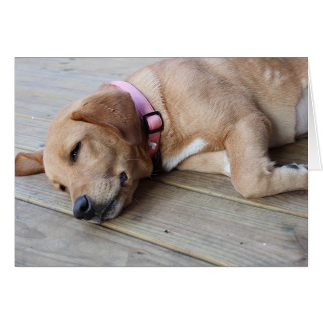 Golden Retriever Dog #3 (Front Horizontal)