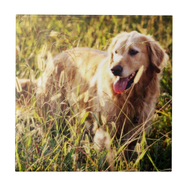 Golden Retriever Dog Ceramic Tile (Front)