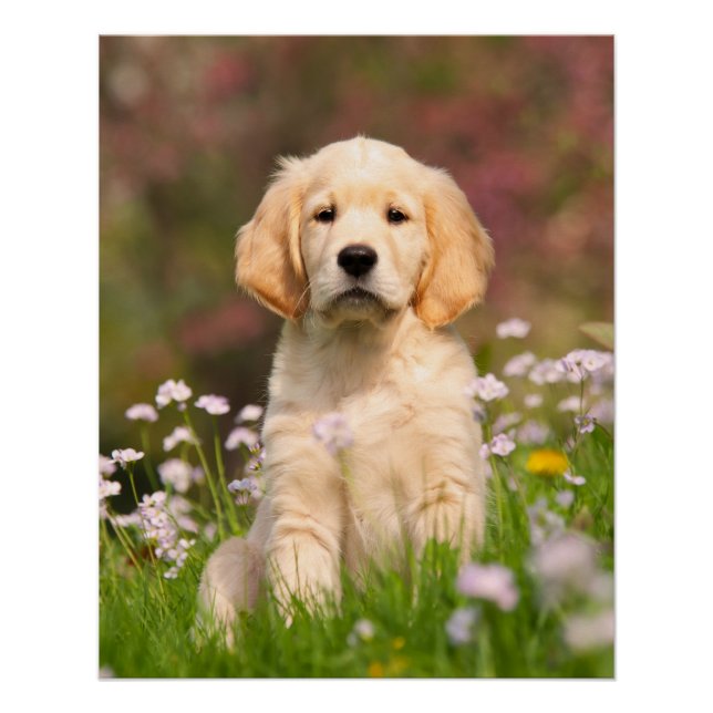 Golden Retriever Dog Cute Goldie Puppy, Photo Poster (Front)