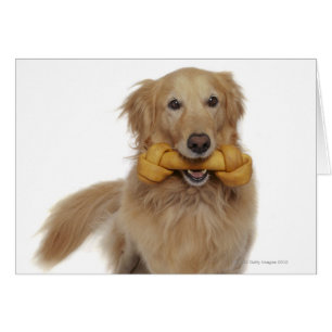 Golden Retriever Dog holding bone in mouth