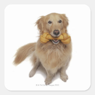 Golden Retriever Dog holding bone in mouth Square Sticker