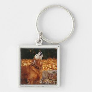 Golden retriever dog howling on path key ring