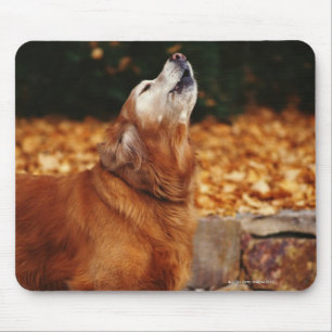 Golden retriever dog howling on path mouse pad
