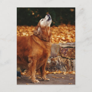 Golden retriever dog howling on path postcard