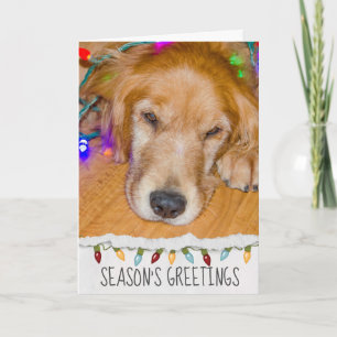 Golden Retriever dog in Christmas lights Card