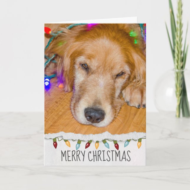 Golden Retriever dog in Christmas lights Card (Front)
