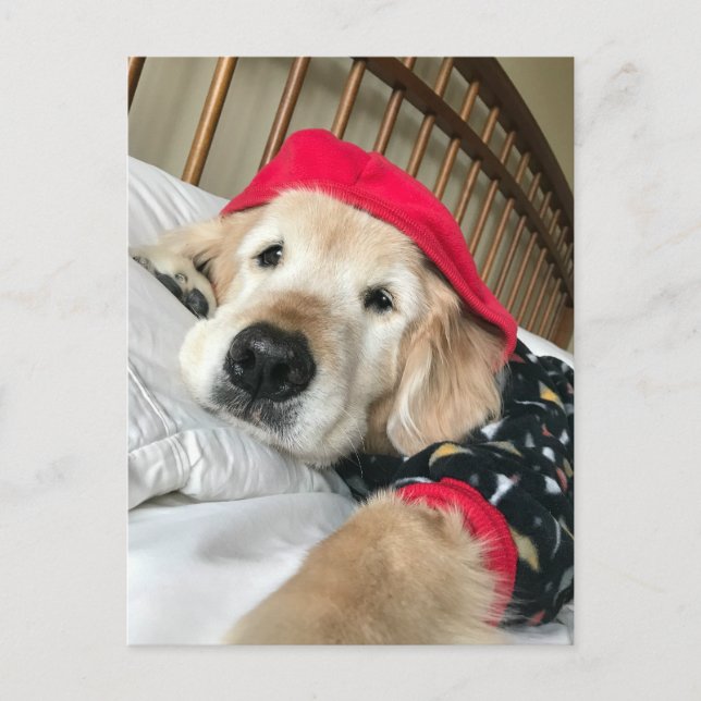 Golden Retriever Dog in Pyjamas Get Well Postcard (Front)