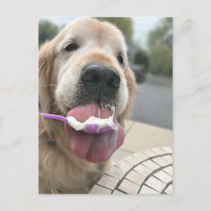 Golden Retriever Dog It's Always Ice Cream O'Clock Postcard