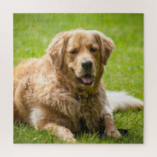Golden Retriever Dog Jigsaw Puzzle