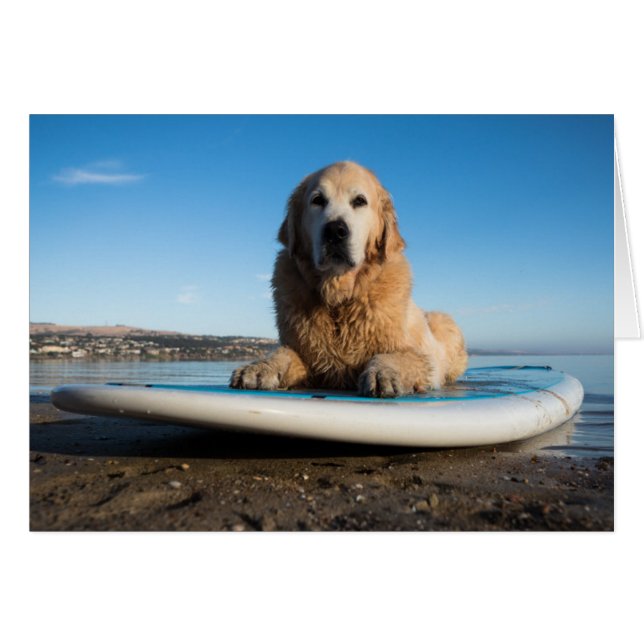 Golden Retriever Dog  Laying On A Paddle Board (Front Horizontal)