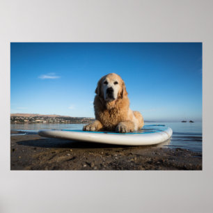 Golden Retriever Dog  Laying On A Paddle Board Poster