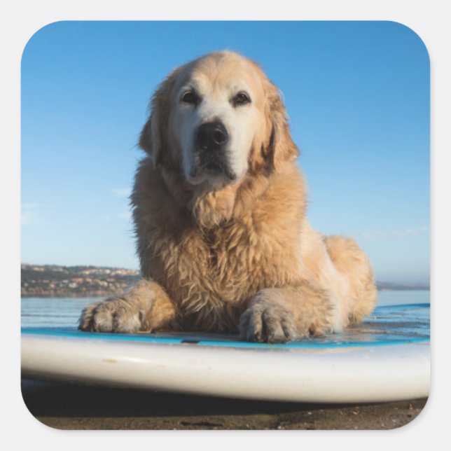 Golden Retriever Dog  Laying On A Paddle Board Square Sticker (Front)