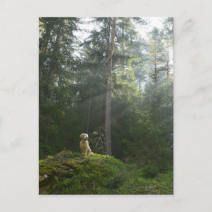 Golden Retriever Dog   Pine Woodland Postcard