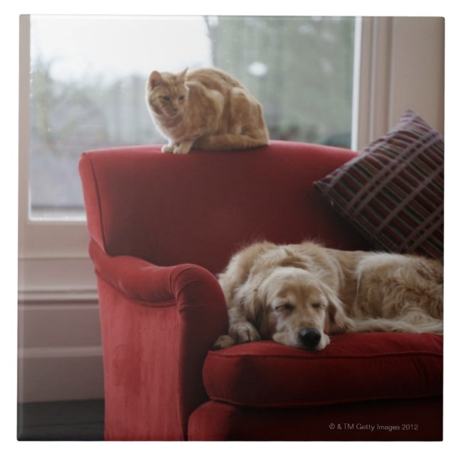 Golden retriever dog with ginger tabby cat ceramic tile (Front)