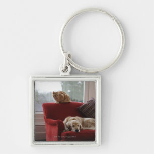 Golden retriever dog with ginger tabby cat key ring