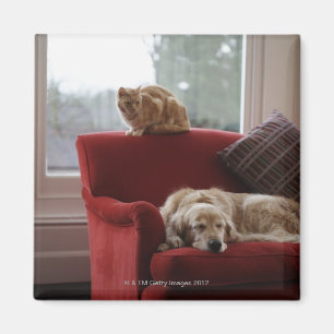 Golden retriever dog with ginger tabby cat magnet