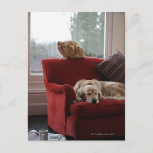 Golden retriever dog with ginger tabby cat postcard