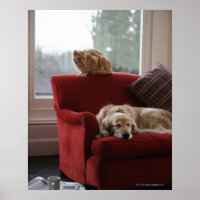 Golden retriever dog with ginger tabby cat