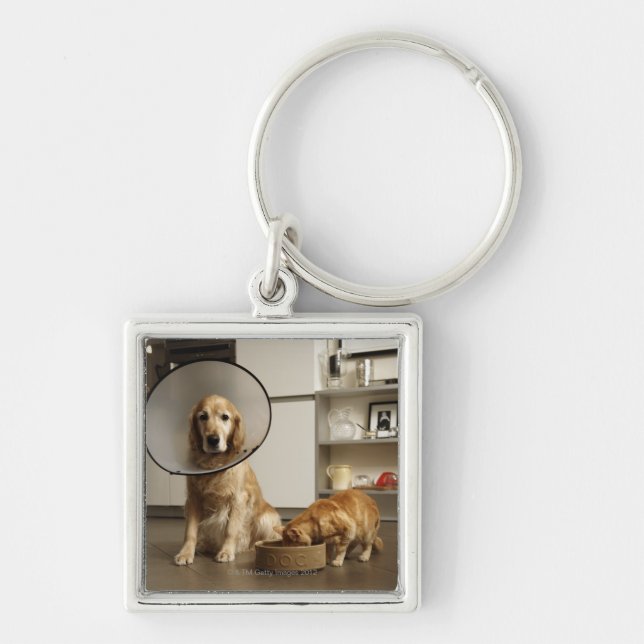 Golden retriever dog with medical collar sitting key ring (Front)